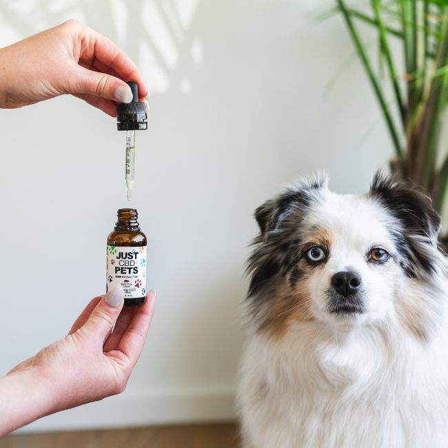 CBD-Oil-For-Dogs-Bacon-Flavored