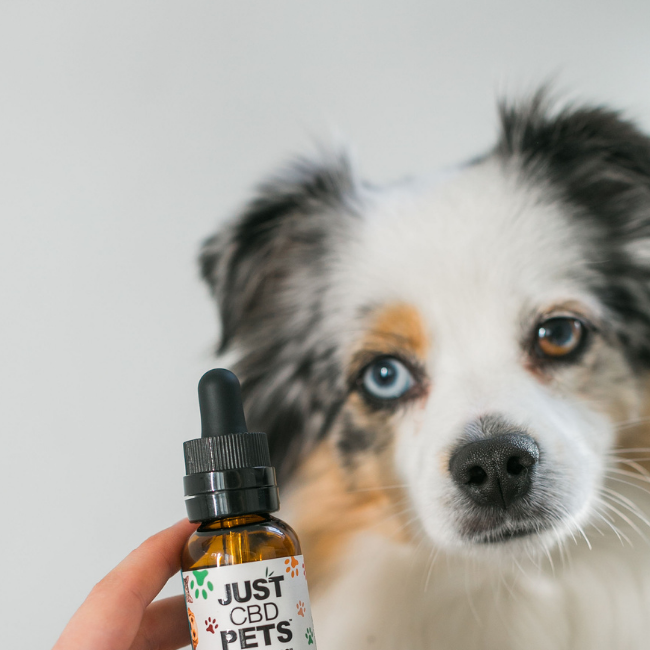 CBD-Oil-For-Dogs-Beef