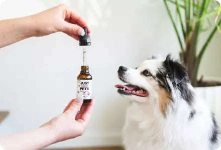JustCBD Stores